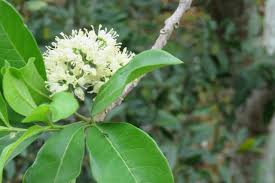 Image result for Micrococca