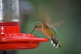 What's the scoop on hummingbird food nectar? How To Make Hummingbird Food Southern Living