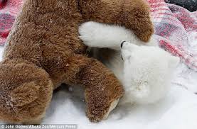 Blonde hottie kali kavalli uses a toy to stuff her twat. Orphaned Polar Bear Makes Friends With Some Cuddly Toys In His Enclosure Daily Mail Online