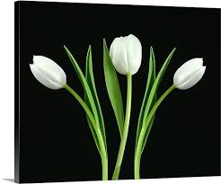 Black And White Flower Framed Wall Art White Tulip 3 White Tulips Tulips Tulip Wall Decor