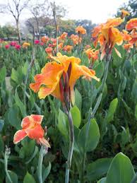 Image result for Cannaceae