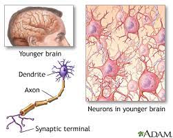 Aging Changes In The Nervous System Healthing Ca