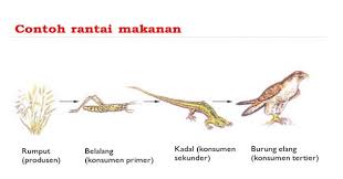 Kemudian, kenal pasti pengeluar, pengguna dan pengurai dalam siratan makanan tersebut. Contoh Rantai Makanan Di Sawah Aneka Macam Contoh