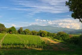 Image result for Rosso Radicofani 2008 147