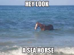 A Sea Horse Animal Puns Funny Funny Animals Funny Horses