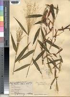 Image result for Isachne mauritiana