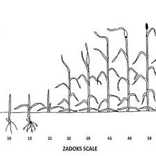 Pdf Winter Wheat Production Manual Ch 10 Growth Stages Of