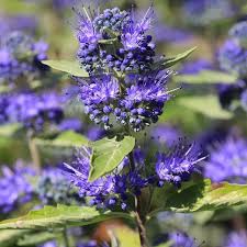 Image result for Caryopteris odorata
