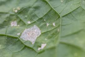 Image result for thrips damage on cucumber