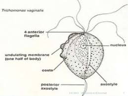 Image result for trichomonas images