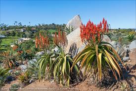 Image result for Aloe volkensii