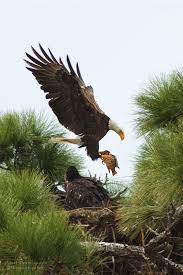 Birds That Look Like Eagles In Florida Bald Eagle Mom On Feb 16 2007 With Air Express Fish In Cape Coral Bald Eagle Pet Birds Eagles
