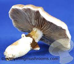 We did not find results for: Agrocybe Aegerita Pioppino Black Poplar Mushroom 10cc Liquid Culture Everything Mushrooms