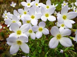 Mayflower Trailing Arbutus Massachusetts State Flower May Flowers Flowers Planting Flowers