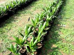 The oil palm nursery is the first link in the palm oil supply chain where oil palm seedlings are produced for the cultivation of palms in plantations. Single Stage Oil Palm Nursery 4 Bulan Youtube