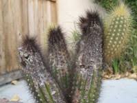 Cacti live in some of the most diverse and hostile environments on earth and have adaptations that some cacti have different ways to deal with strong sunlight and heat. Cacti Care Pests And Diseases On Line Guide To The Positive Identification Of Members Of The Cactus Family