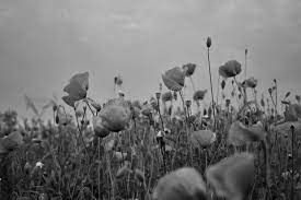 I'm always looking for beautiful photo opportunities while i'm out in nature. Black And White Field Of Poppies On Cloudy Day Stock Image Image Of Flowers Field 158452501