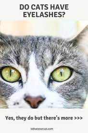 Do Cats Have Eyelashes An Interesting Question Is That Your Cat In 2021 Cats Cat Facts Cat Health