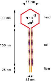 Maybe you would like to learn more about one of these? Lambda Phage Alchetron The Free Social Encyclopedia
