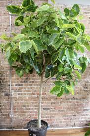 Image result for Ficus demeusei