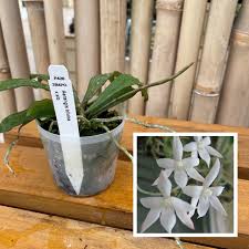 Image result for Aerangis ugandensis