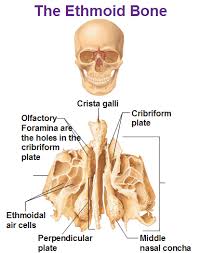 Image Result For Cribriform Plate Of Ethmoid Human Skeleton Anatomy Anatomy Bones Anatomy And Physiology