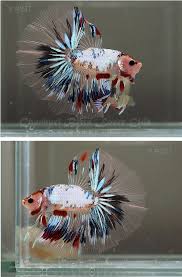 This is a great resource for breeders as well as many sellers offer breeding pairs or entire lots of bettas for very reasonable prices. The Aquabid Thread Page 61 Beta Fish Betta Fish Cool Fish