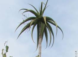 Image result for Aloe ballii