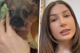 Chihuahua" rescue dog surprises new owner with his true breed!