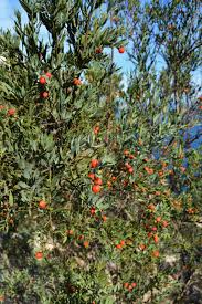 Image result for Osyris