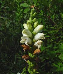 Image result for Blotiella glabra