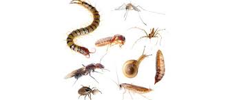 تعرف على اثنتى عشرة حشرة وبقة تلدغ أو تلسع