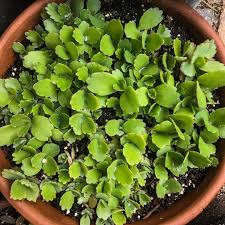 Florida Succs On Instagram Holy Mother Of Thousands Varieties Of Kalanchoe Daigremontiana Are Now Up Fo In 2020 Mother Of Thousands Plant Mother Plant Types Of Soil