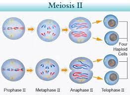 Number of daughter cells made. What Is The Difference Between Meiosis 2 And Mitosis Quora