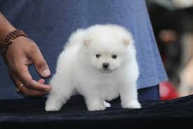 If we miss your call, please try again! Yogi Pet Store Thatipur Pet Shops In Gwalior Justdial