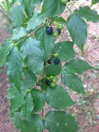 Image result for Rytigynia sp. N