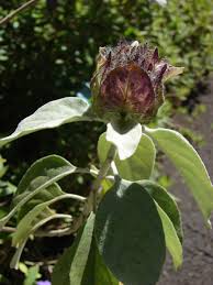 Image result for Barleria albostellata