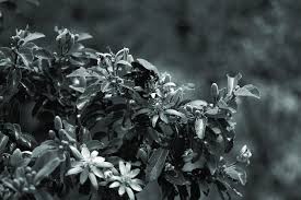 Image result for Grewia mollis