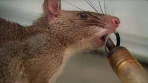 Humans derive no benefits from having rats around, but rats get all sorts of perks. These Rats Can Detect Tuberculosis Extraordinary Animals Series 2 Bbc Earth Youtube