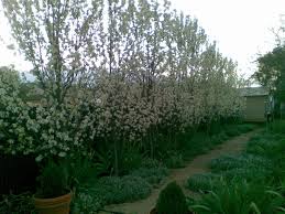 Ornamental Pear With Under Planting Backyard Landscaping Outdoor Gardens Home Landscaping