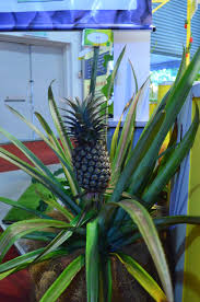 We did not find results for: Nanas Wikipedia Bahasa Melayu Ensiklopedia Bebas