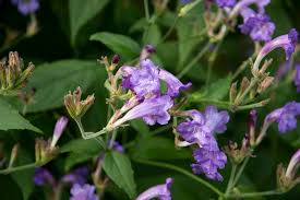 Image result for Strobilanthes