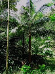 Image result for Acanthophoenix rubra