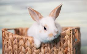 تحميل خلفيات الأرنب الأبيض قرب سلة الحيوانات لطيف الأرنب رقيق