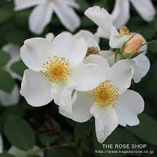 Rose Kew Gardens English Roses Kew Gardens Austin Rose