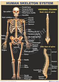 Human Skeleton Chart