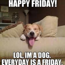 Happy Friday Lol I M A Dog Everyday Is A Friday Funny Puppy Memes Puppies Funny Its Friday Quotes