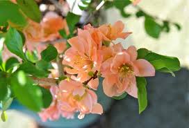 Check spelling or type a new query. The Cameo Quince And The Snowplow Beauty Ouch Meets The Beast A Way To Garden
