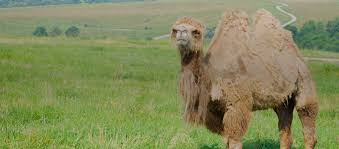 They may drive with camels. Camel Hunting Trips Bookyourhunt Com