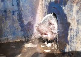 Rescuer Spots Swollen Face Stuck At The Bottom Of Recycling Bin And Rushes To Help